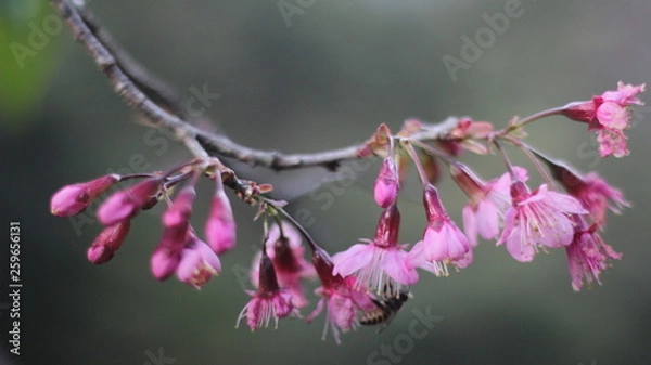 Obraz flowers on branch