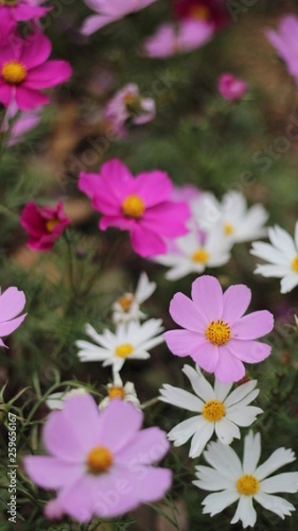 Obraz flowers in the garden