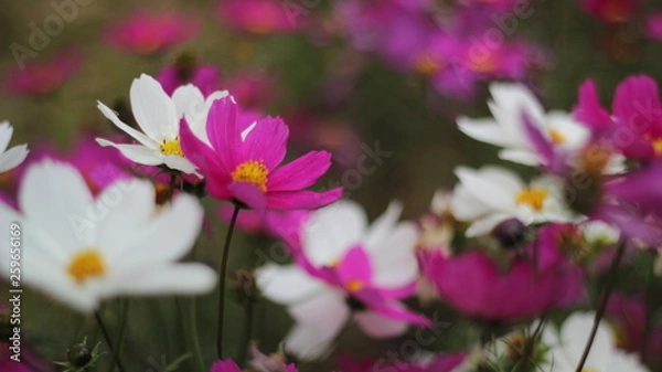 Obraz flowers in the garden