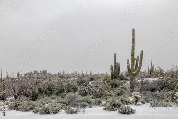 Obraz Huge Snowy Saguaros Cactus in a Scottsdale Arizona