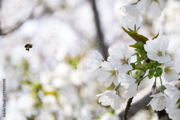 Fototapeta 桜とミツバチ