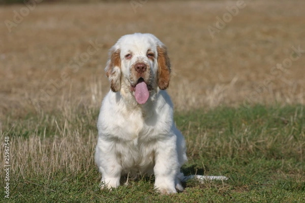 Obraz chiot clumber spaniel de face