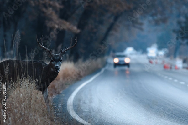 Fototapeta Male mule deer attempting to cross the road in Yosemite Valley in early morning