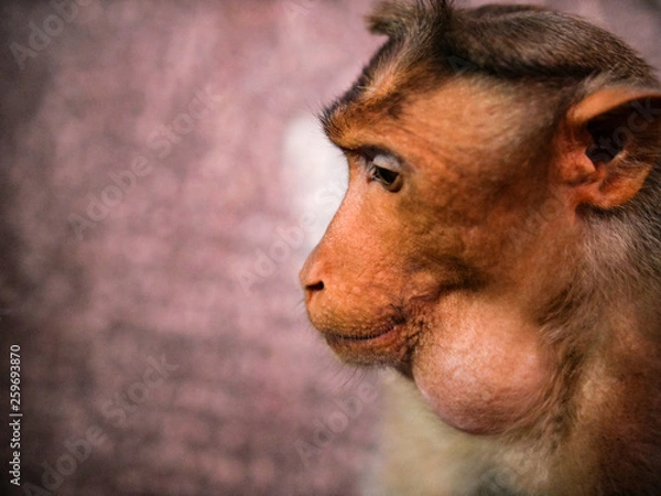 Obraz Monkey gray langur