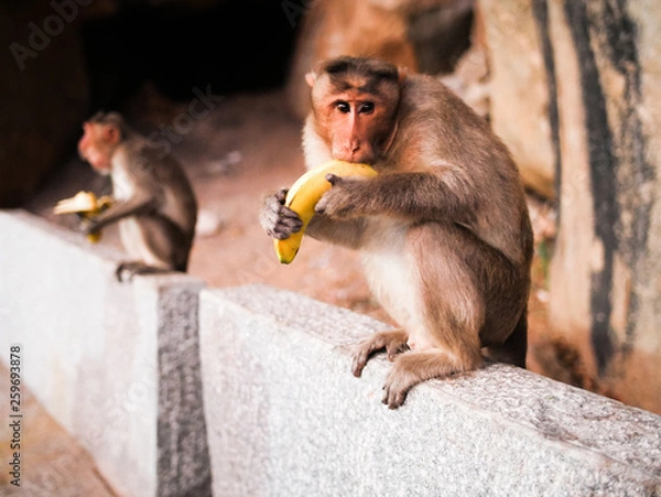 Obraz Monkey eating banana
