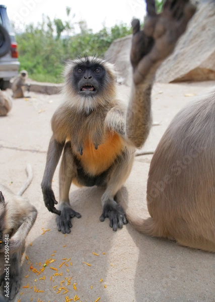 Obraz Aggressive bezyana langur