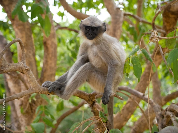 Obraz Monkey langur