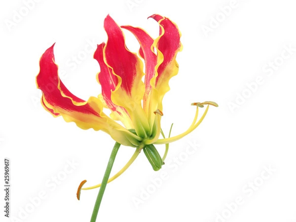 Obraz Gloriosa flower