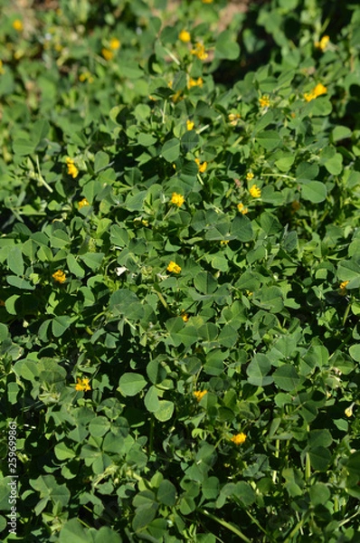 Fototapeta Close-up of a California Burclover in Bloom, Burr Medic, Medicago Polymorpha, Nature, Macro