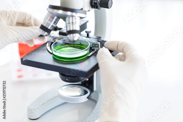 Fototapeta Scientist adjusting microscope for experiment..