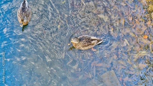 Obraz wild ducks on blue water