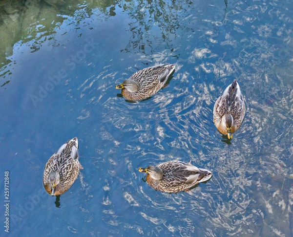 Obraz wild ducks on blue water