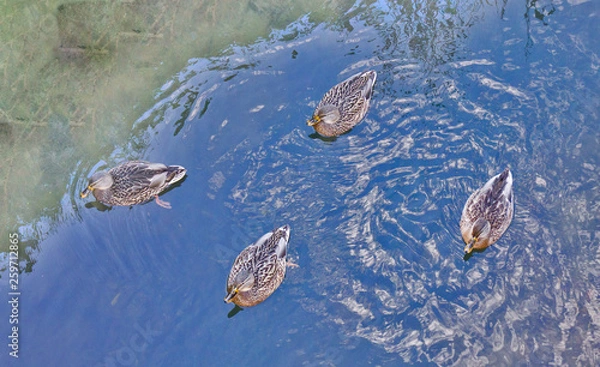 Obraz wild ducks on blue water