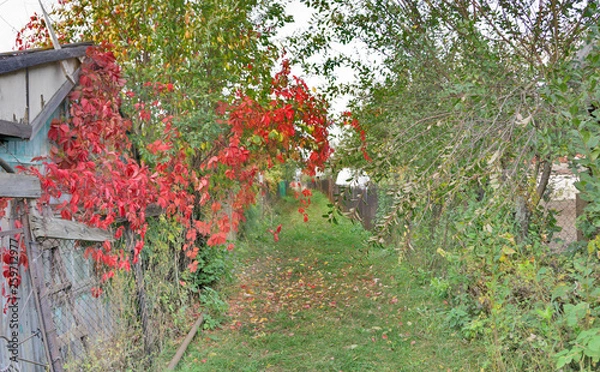 Obraz Autumnal scene in the forest