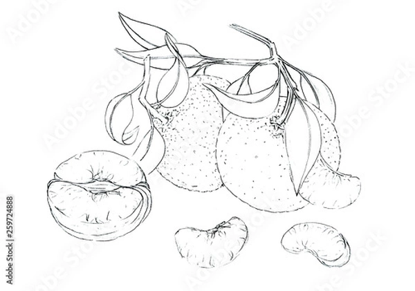 Fototapeta Sketch fruits drawn with ink. Highly detailed hand drawn mandarins. Decorative retro style collection hand drawn farm product for restaurant menu, market label. Healthy food poster. Linear graphic.