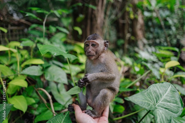 Fototapeta macaque mokey