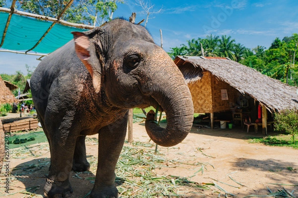 Obraz elephant sectuary