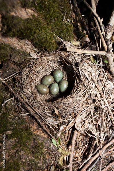 Obraz Turdus iliacus, Redwing