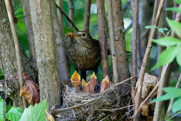 Obraz Turdus merula, Blackbird