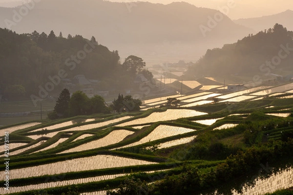 Obraz オレンジに輝く棚田