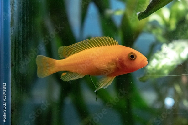 Obraz Tropical Fish