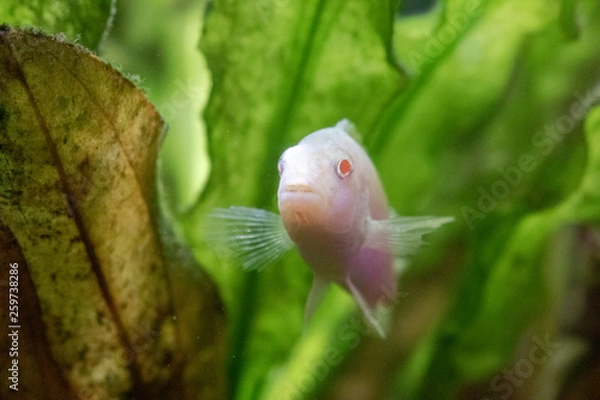Obraz fish in a aquarium