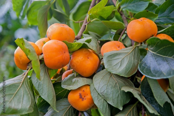 Obraz Persimmons tree, Persimmons tree from Thailand country