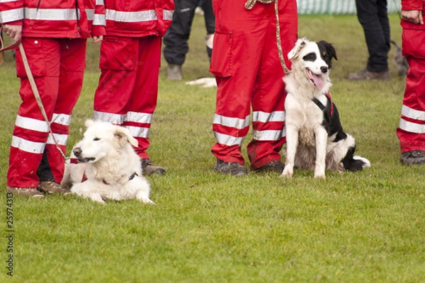 Obraz Rettungshunde