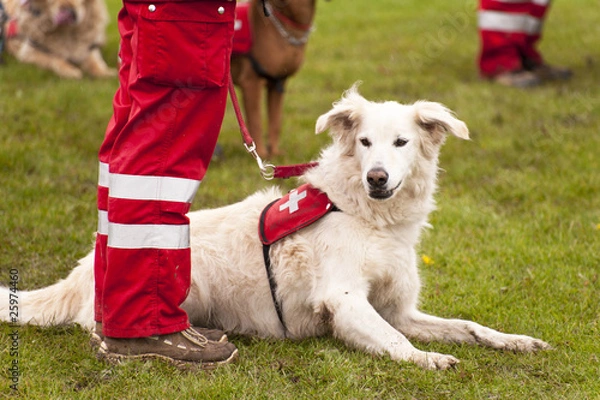 Obraz Rettungshund