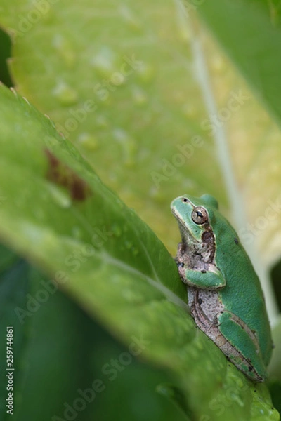 Fototapeta アマガエル