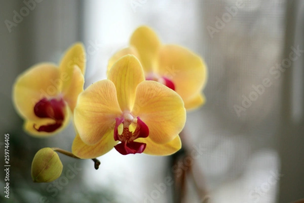 Obraz yellow Orchid macro