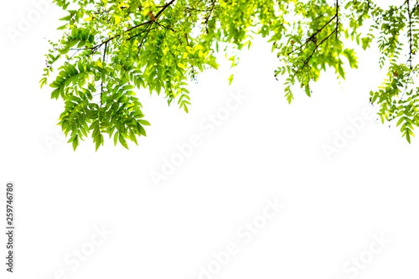 Fototapeta green leaves and branches isolate on white background for abstract texture environment nature
