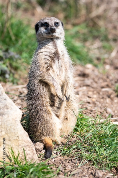 Obraz meerkat on guard
