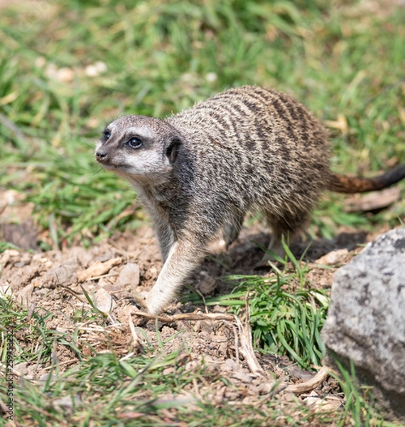 Obraz meerkat walking