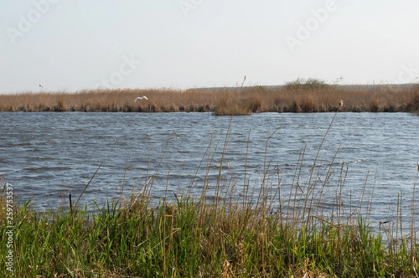 Obraz The Heron On The Lake In The Nature Reserve