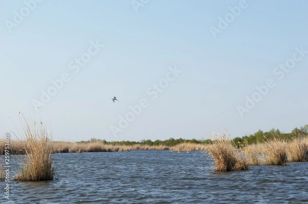 Obraz The Heron On The Lake In The Nature Reserve