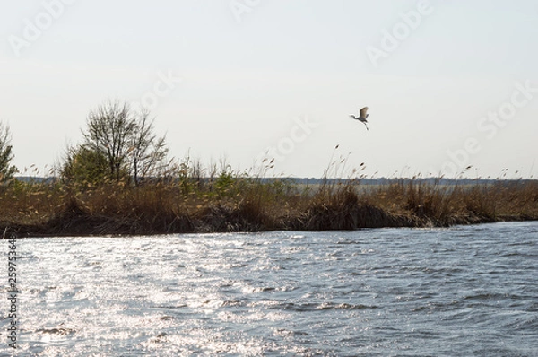 Obraz The Heron On The Lake In The Nature Reserve