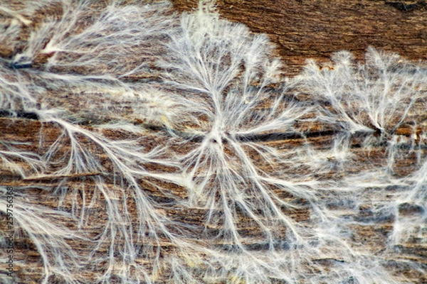 Obraz fungus mycelium on damp wood board Fibroporia syn