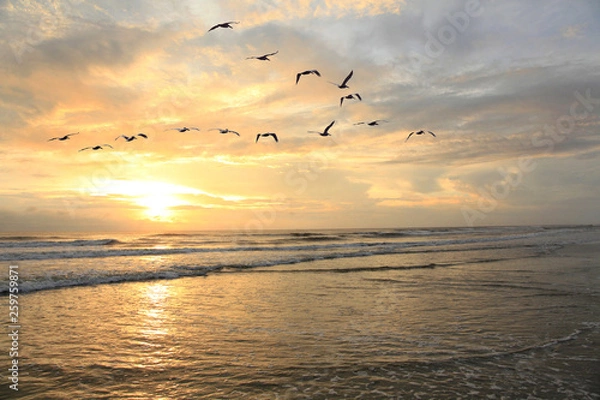 Fototapeta Flock of Pelicans Fly Over the Coast of the Outer Bank as the Sun Rises