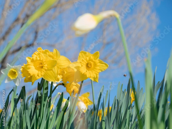 Fototapeta Wild Daffodil, Narcissus flower close up view with blurred trees on background and blue sky. Spring floral background. Yellow fresh spring flowers