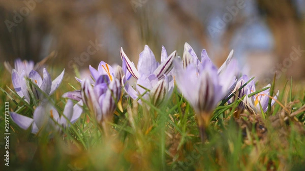 Fototapeta Snowdrops crocus fresh flower. Spring background. Beautiful spring flowers in grass on sunny day. Close up view with blurred background.