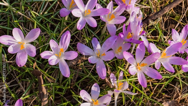 Fototapeta Snowdrops crocus fresh flower. Spring background. Beautiful spring flowers in grass on sunny day. Close up view with blurred background.
