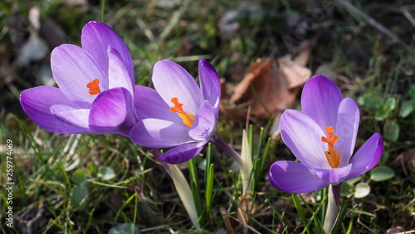 Fototapeta Snowdrops crocus fresh flower. Spring background. Beautiful spring flowers in grass on sunny day. Close up view with blurred background.