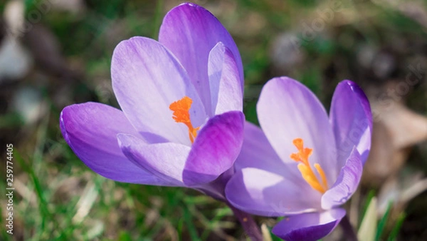 Fototapeta Snowdrops crocus fresh flower. Spring background. Beautiful spring flowers in grass on sunny day. Close up view with blurred background.