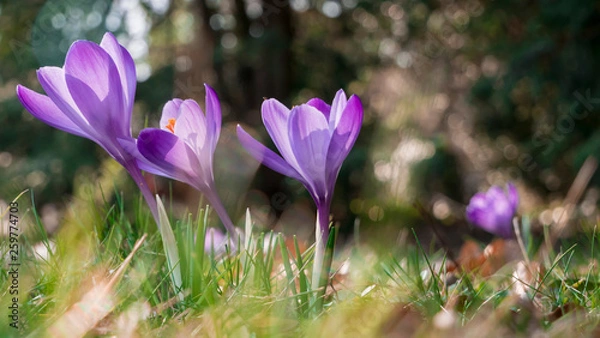 Fototapeta Snowdrops crocus fresh flower. Spring background. Beautiful spring flowers in grass on sunny day. Close up view with blurred background.