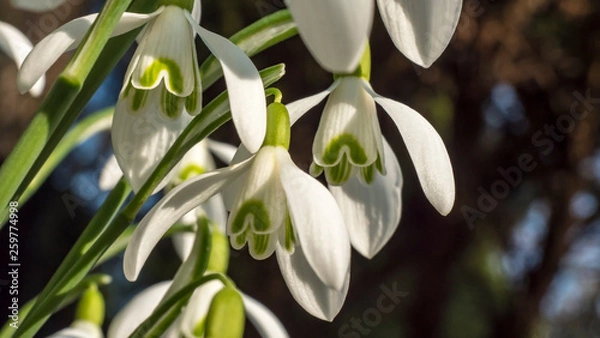 Fototapeta Snowdrops crocus fresh flower. Spring background. Beautiful spring flowers in grass on sunny day. Close up view with blurred background.