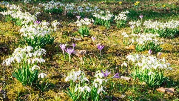 Fototapeta Snowdrops crocus fresh flower. Spring background. Beautiful spring field flowers in grass on sunny day. Close up view with blurred background.
