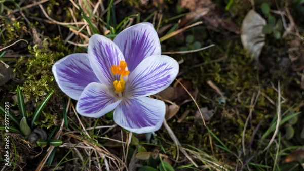Fototapeta Snowdrops crocus fresh flower. Spring background. Beautiful spring flowers in grass on sunny day. Close up view with blurred background.