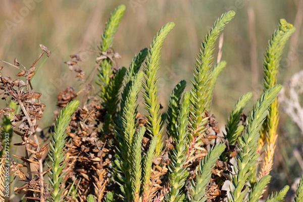 Obraz Plante sauvage de sable
