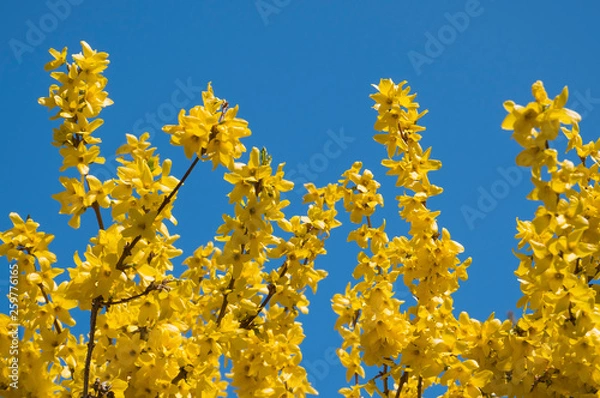 Fototapeta Blooming Forsythia. Spring background. Yellow flowers tree brunches on blue sky background on sunny day in spring